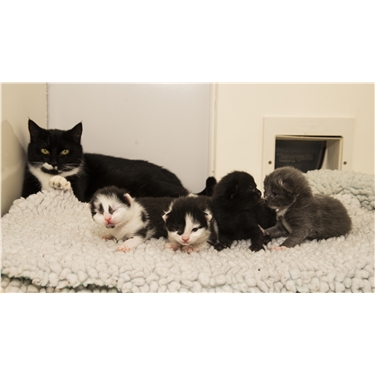 Our Journal Blog is full of Purrfect News! Our Journal Blog is full of Purrfect News!
