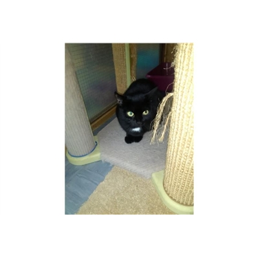 Featured Cat - Penny Featured Cat - Penny