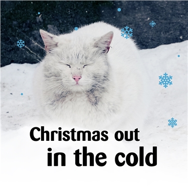 Make Christmas Magical for cats in North London this year