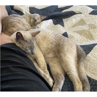 Relaxing in their new home Relaxing in their new home