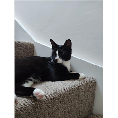 Monty’s Happy Hands-Free Rehoming Story Monty’s Happy Hands-Free Rehoming Story