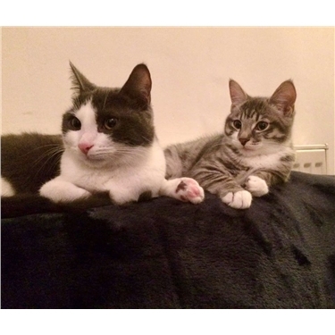 Join the Cats Protection membership scheme and receive some pawsome benefits Join the Cats Protection membership scheme and receive some pawsome benefits
