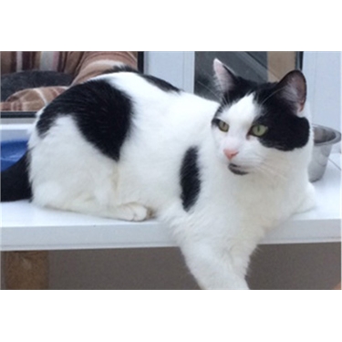 Cat of the Month, October 2017: Dillon Cat of the Month, October 2017: Dillon