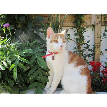 Lost Cat - Have you seen Dewi? Lost Cat - Have you seen Dewi?