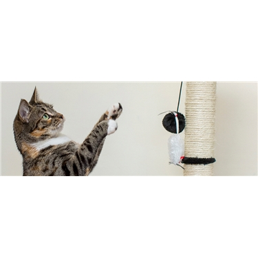 Pawsome Summer Fete Coming Up! Pawsome Summer Fete Coming Up!