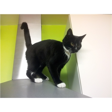 Neuter Your Cat for £5 Neuter Your Cat for £5