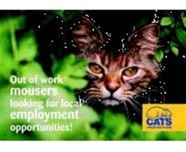 Farm homes sought for feral cats Farm homes sought for feral cats