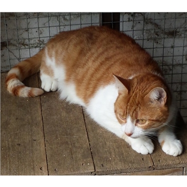 Frankie has found her purrfect home Frankie has found her purrfect home