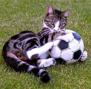 Binx - the football star Binx - the football star