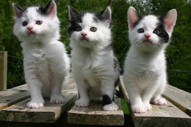Kitten Appeal Kitten Appeal