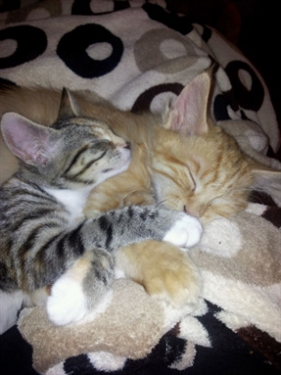 Kitten & Marmalade in their new home Kitten & Marmalade in their new home