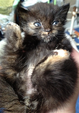 Please help us help cats like Seren Please help us help cats like Seren