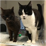 Purina donate £100k to Cats Protection! Purina donate £100k to Cats Protection!