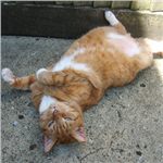 Cats Protection animation star Kozal is enjoying the sunshine Cats Protection animation star Kozal is enjoying the sunshine