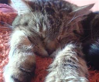 Microchipping success story Microchipping success story