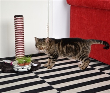 Could you be an indoor fosterer? Could you be an indoor fosterer?