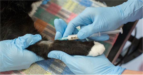 Cat Vaccinations Cat Health Cats Guide Omlet UK
