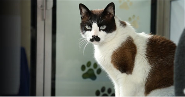 Rehoming A Cat | Help & Advice | Cats Protection
