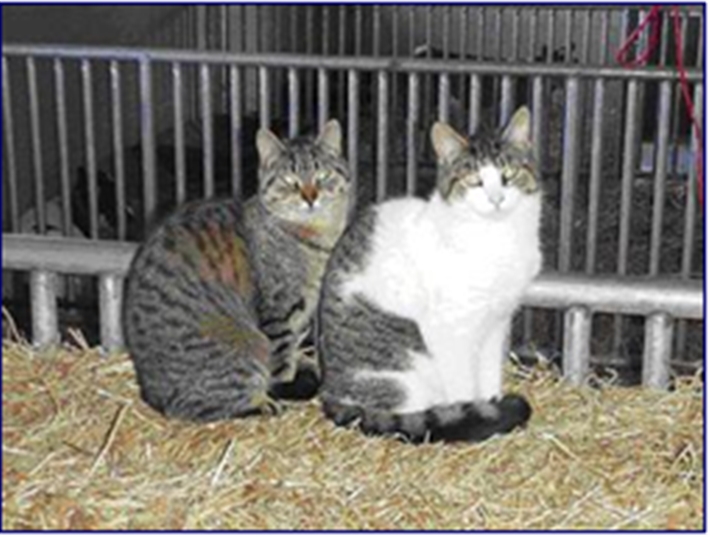 Ferals