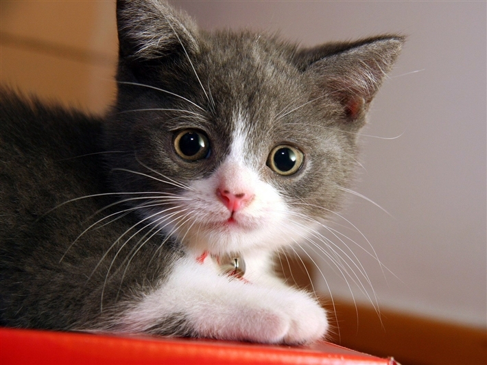 Grey and white kitten