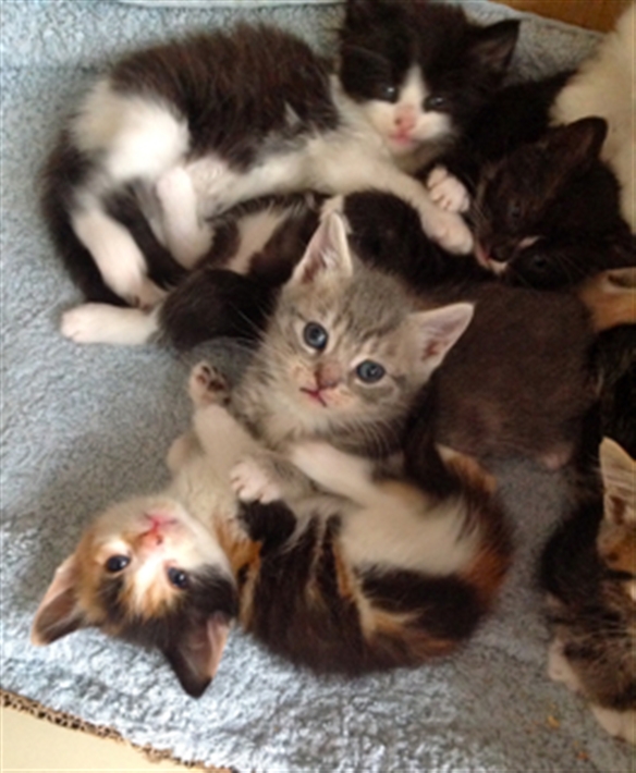 Some of the kittens from the three litters