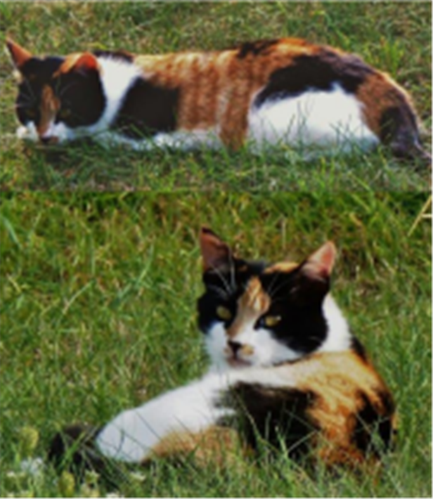 Two pictures of Biscuit