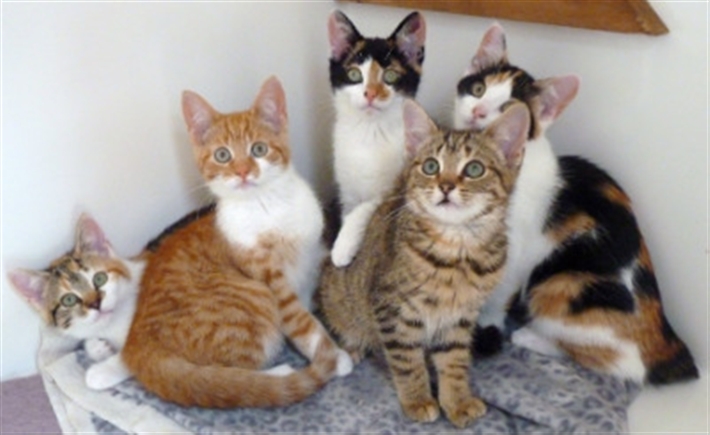 Launceston Cats Protection Uk Launceston Cats Protection Uk