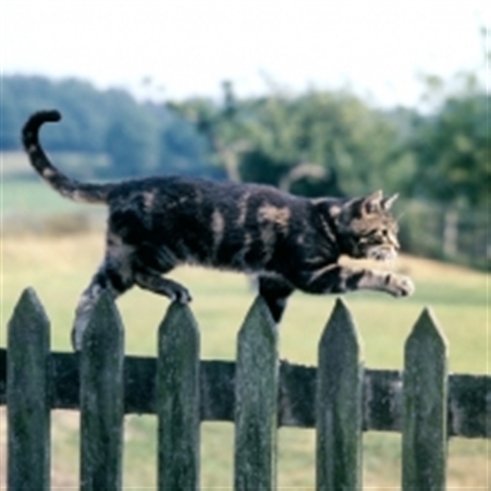 Tabby cat walking along top of fence