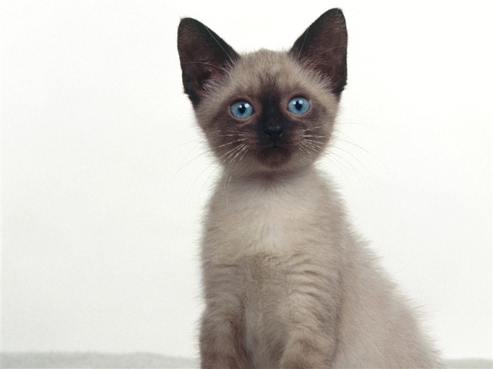 Found siamese sales cat