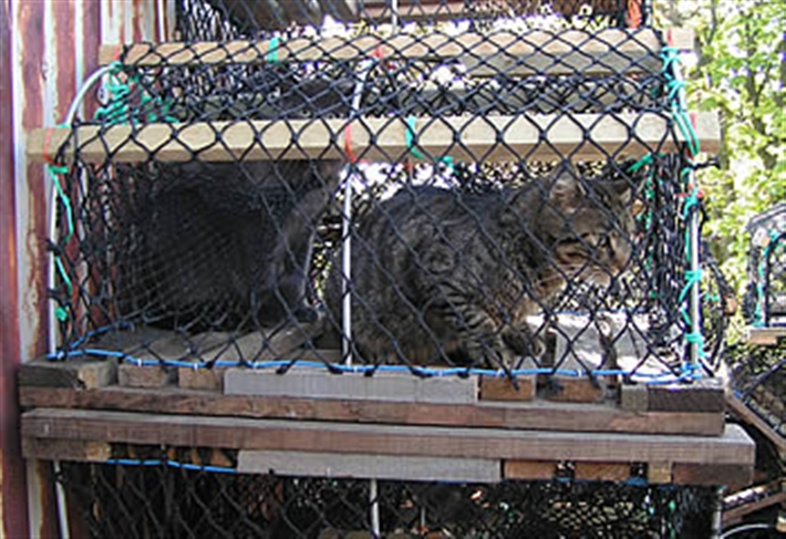 My Cat Sheds Too Much What Can I Do My Cat Sheds Too Much What Can I Do