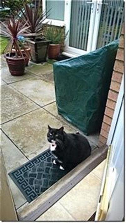 Cheeky in garden