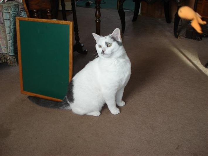 Dottie in her new home