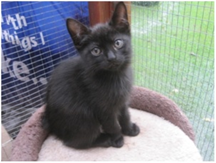 Here Are Some Of The Gorgeous Black Cats Currently In Our Care