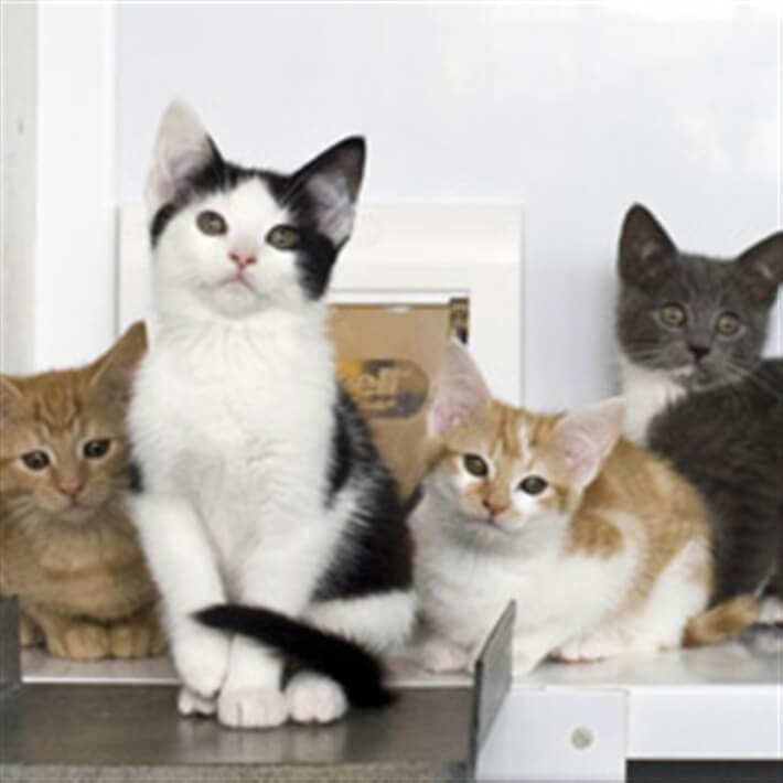 A mix of kittens