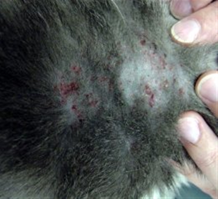 flea and worm treatment for cats