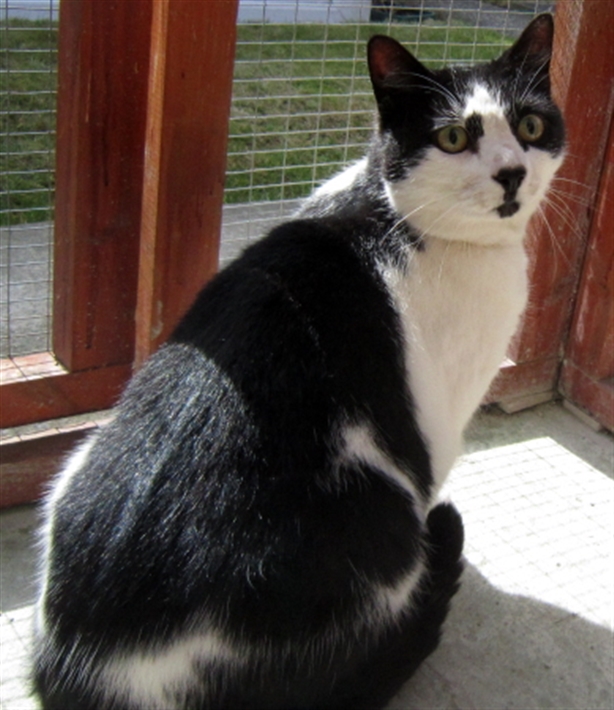 Cats Protection Amazon Wish List Cats Protection Amazon Wish List