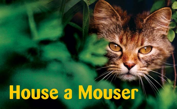 House a mouser