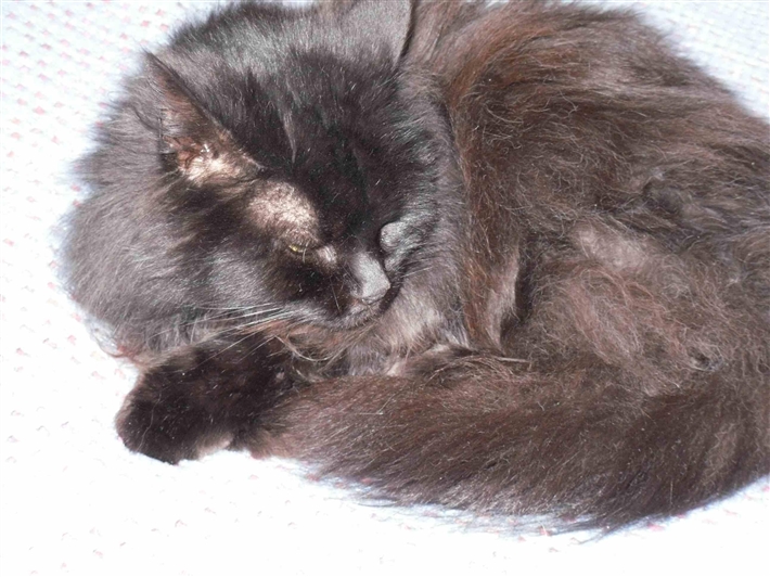 Black Cat Awareness Day