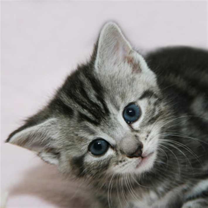 Silver tabby kitten