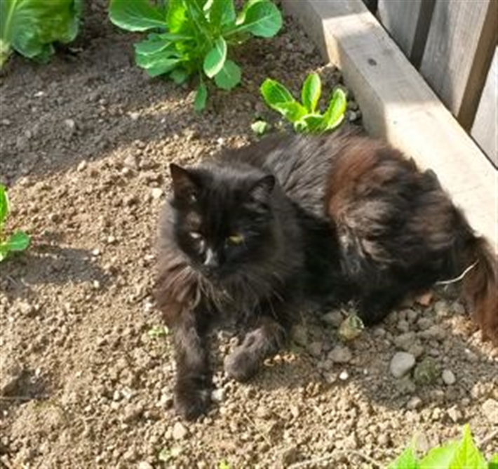 Kat in garden