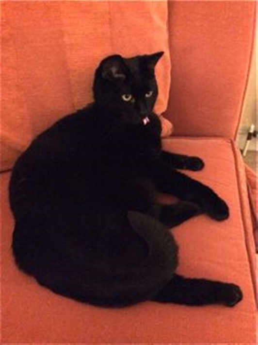Kitty