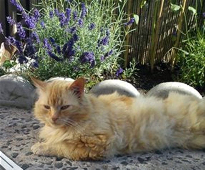 Lonely Leo wandered into a cat lovers garden 2mths ago in a terrible state.