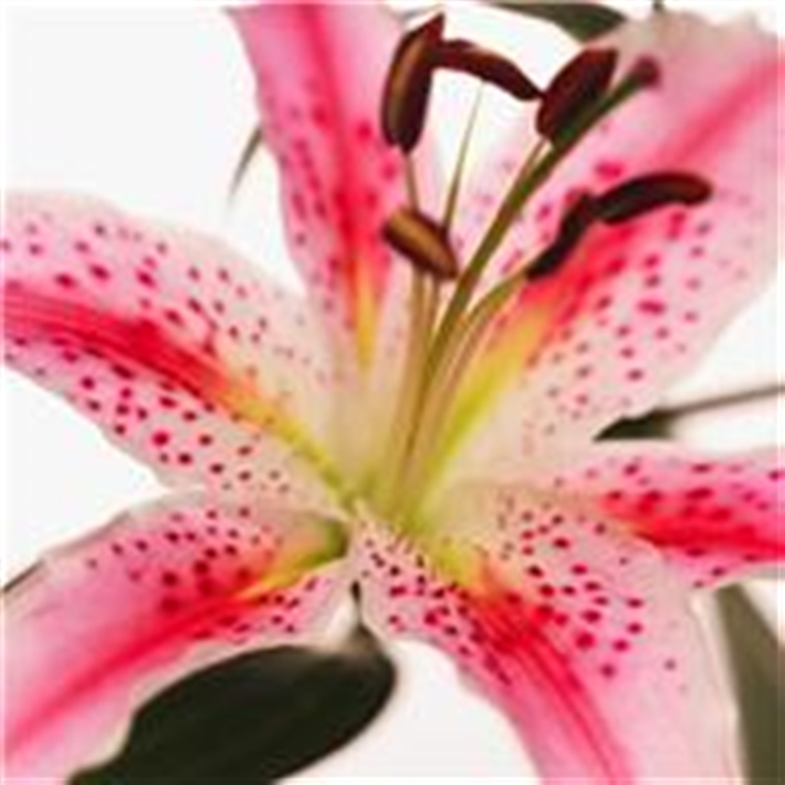 Lily
