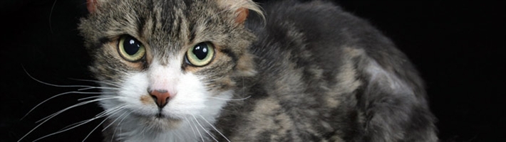 Maggie banner