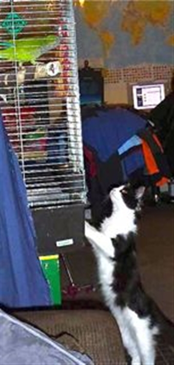 Mishu and parrot
