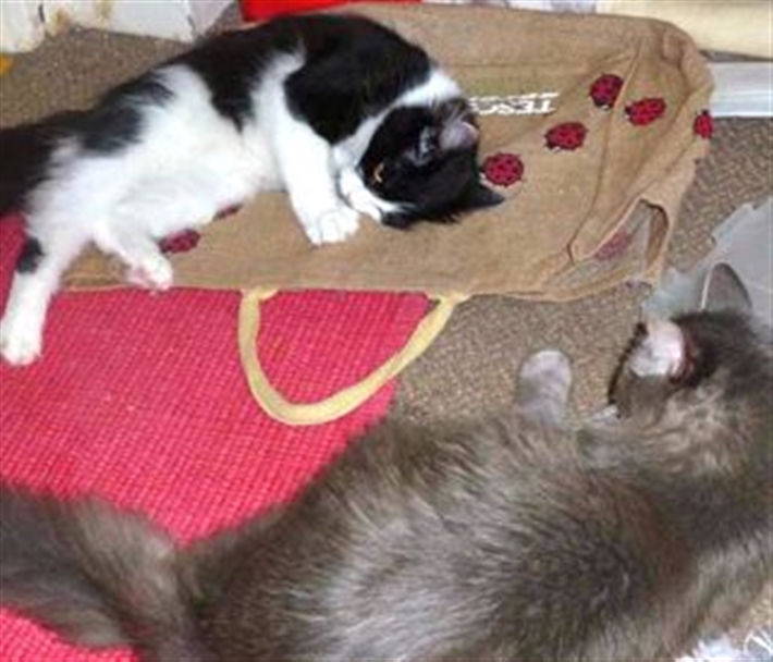 Mishu and Poof