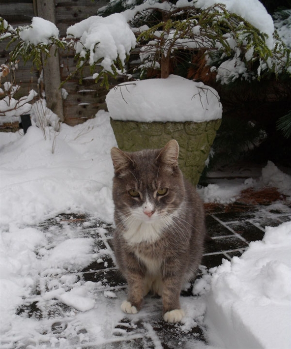 Monty-in-snow-2