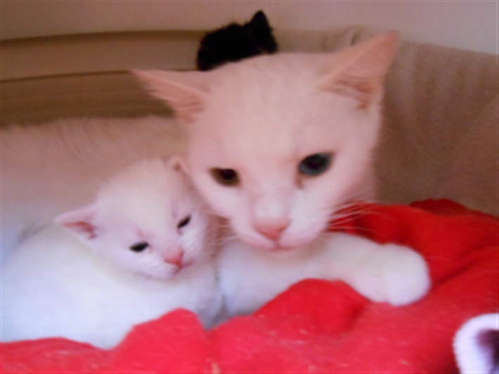 Pearl and her all-white copycat kitten
