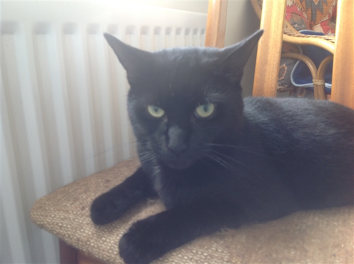 Here are some of the black cats currently in our care