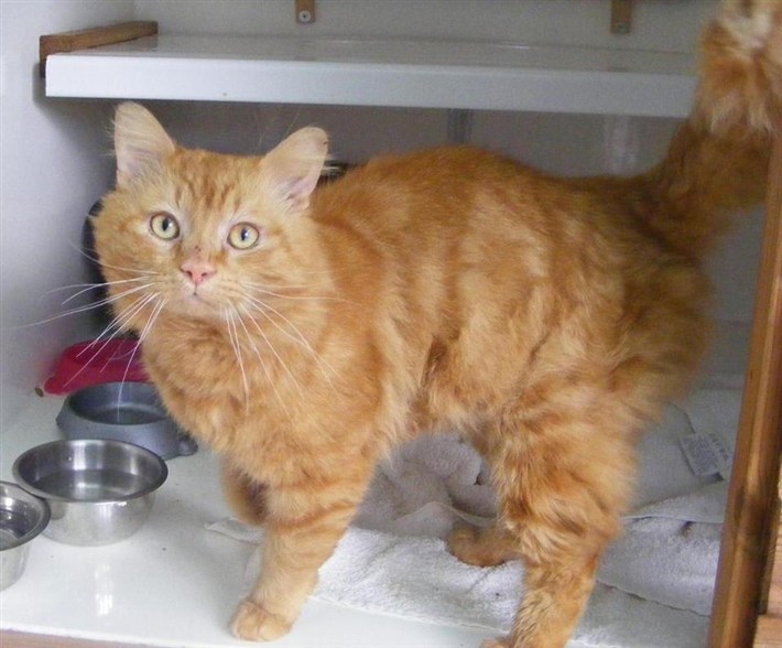 My cat is FIV positive. What does it mean? Herriot House Vet